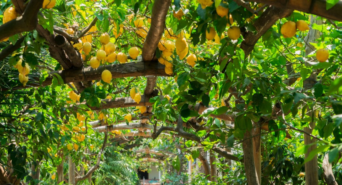 Przepis na limoncello