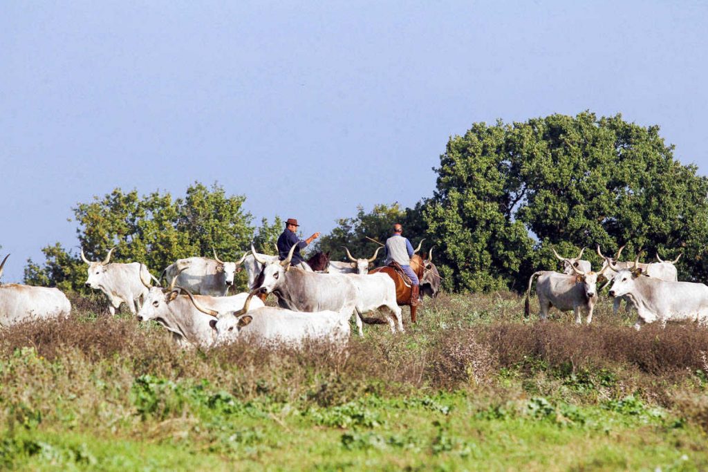 Butteri della Maremma, kowboje z Toskanii