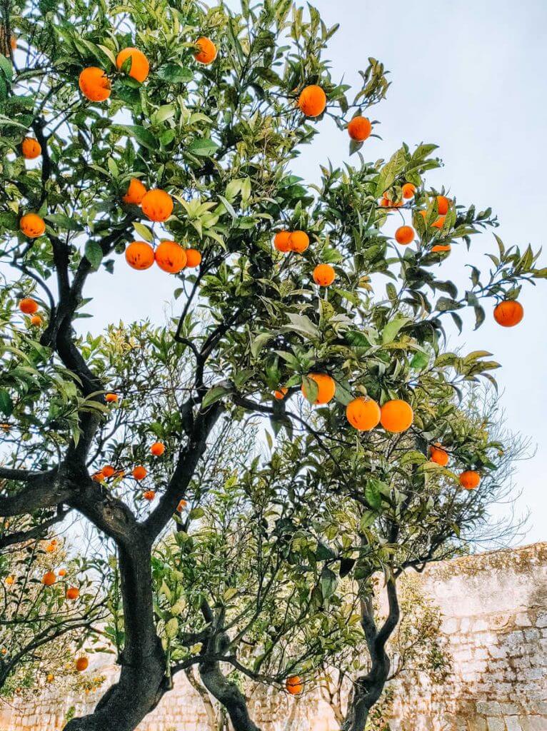 Masseria Corte degli Asini, Montalbano, Apulia